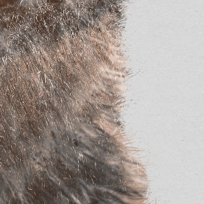 Bearava