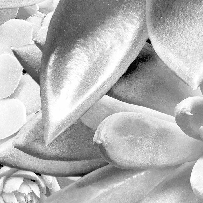 Echeveria