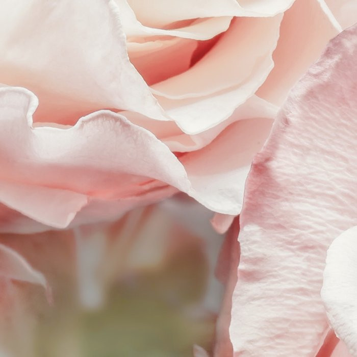 Märchenrosen