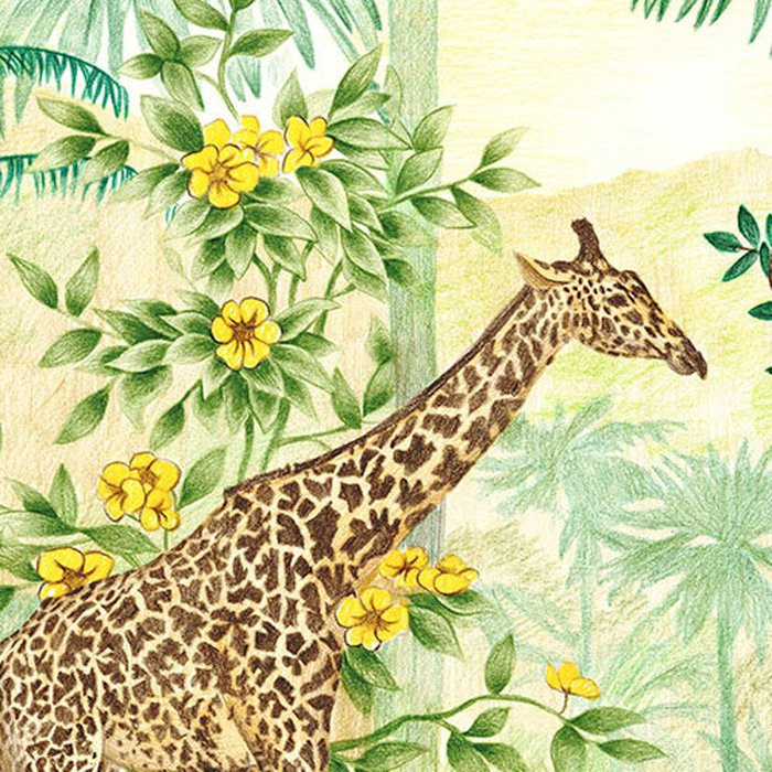 Jungle Adventure