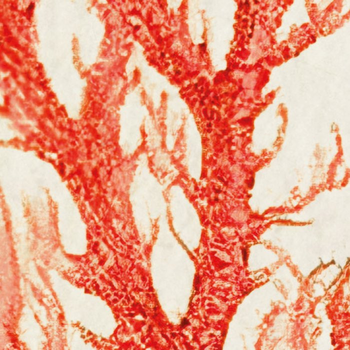 Catchy Corals