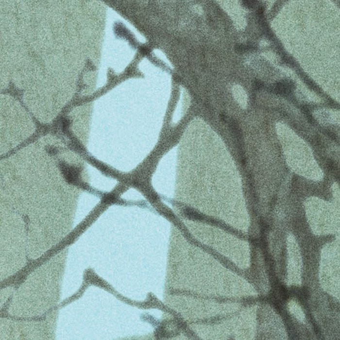Whispering Woods
