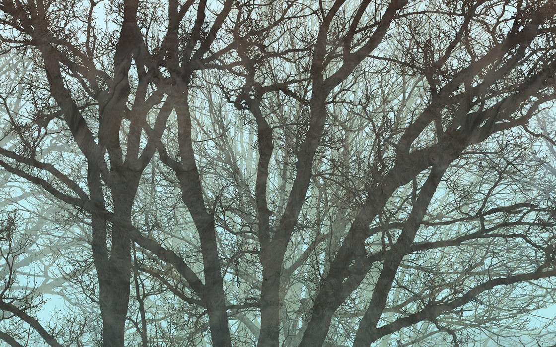 Whispering Woods