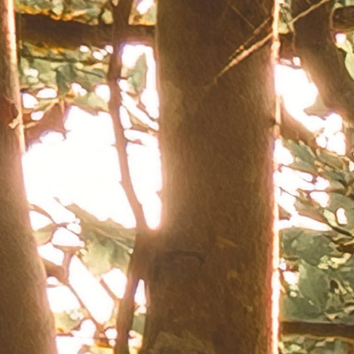 Bold Birch