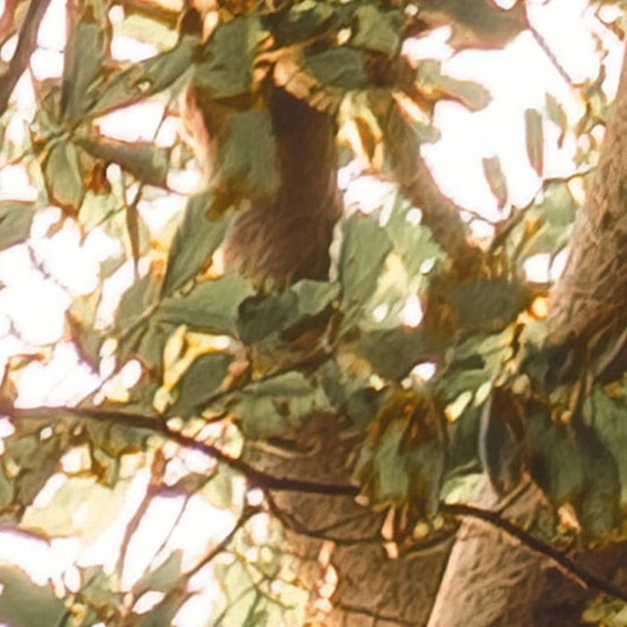 Bold Birch