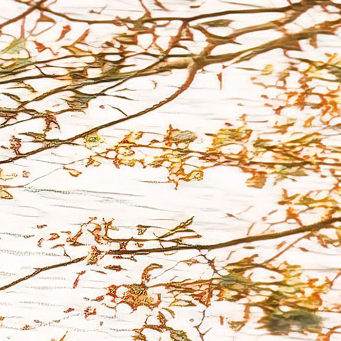 Bold Birch