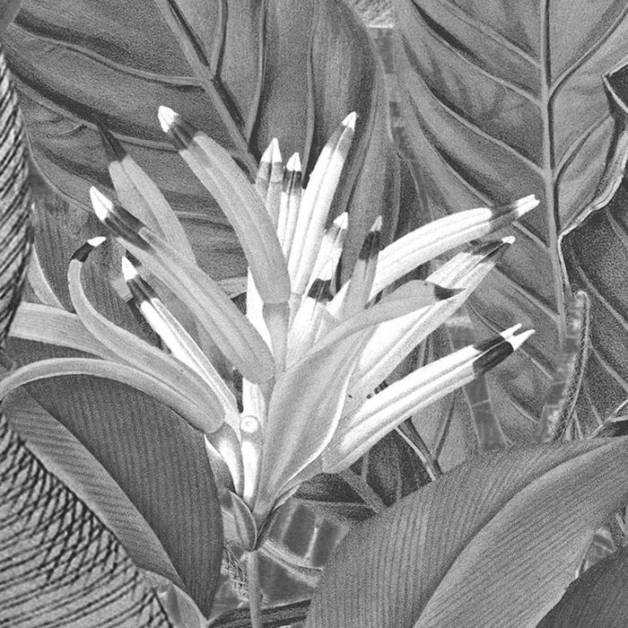 Amazonia Black and White