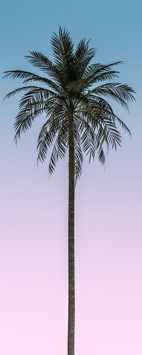 Skyhigh