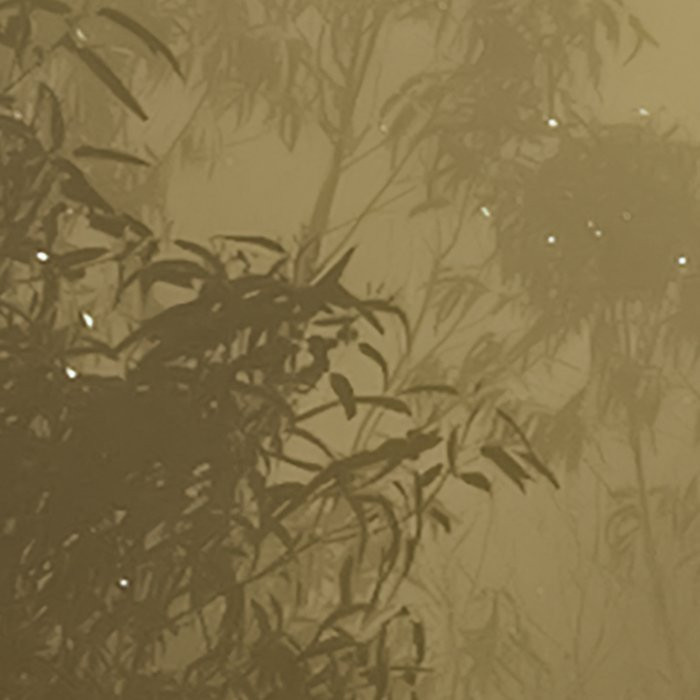 Foggy Sunshine