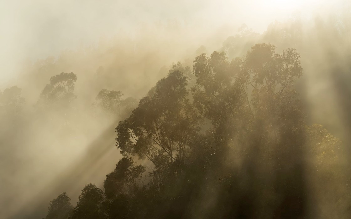 Foggy Sunshine