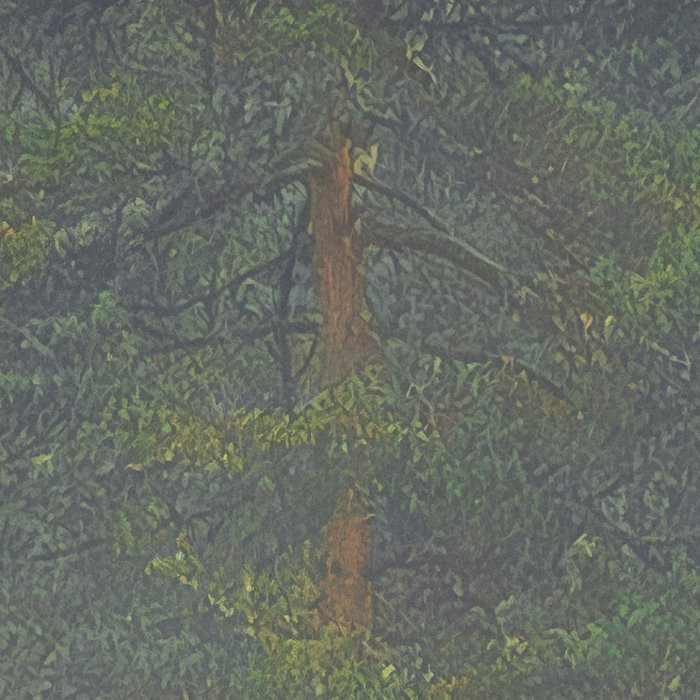 Mystical Firs