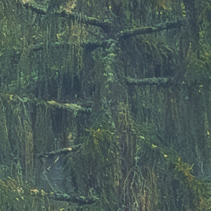 Foggy Firs