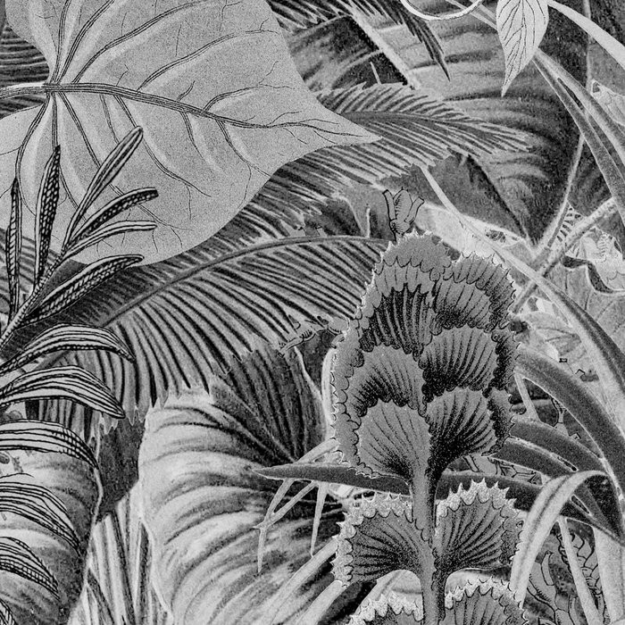 Lac Tropical Black & White