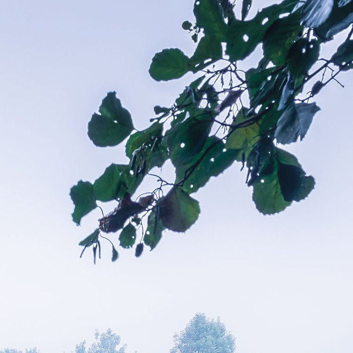 Morning View