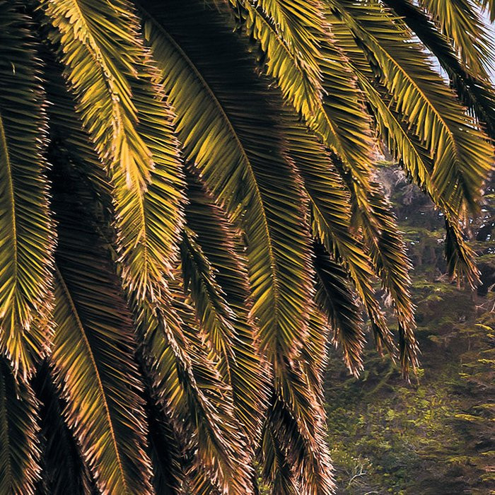Paradise Falls