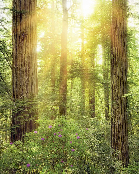 Redwood