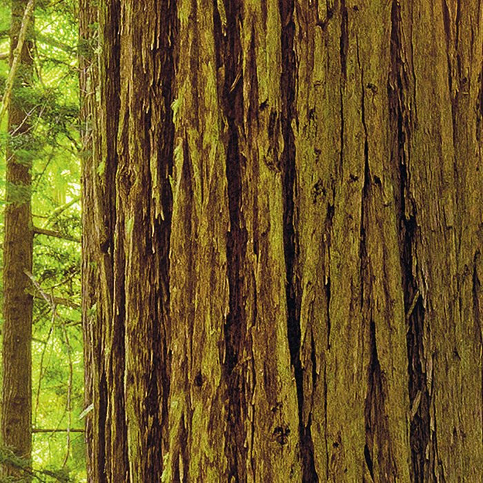 Redwood