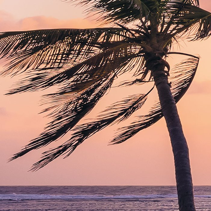 Palmtrees on Beach