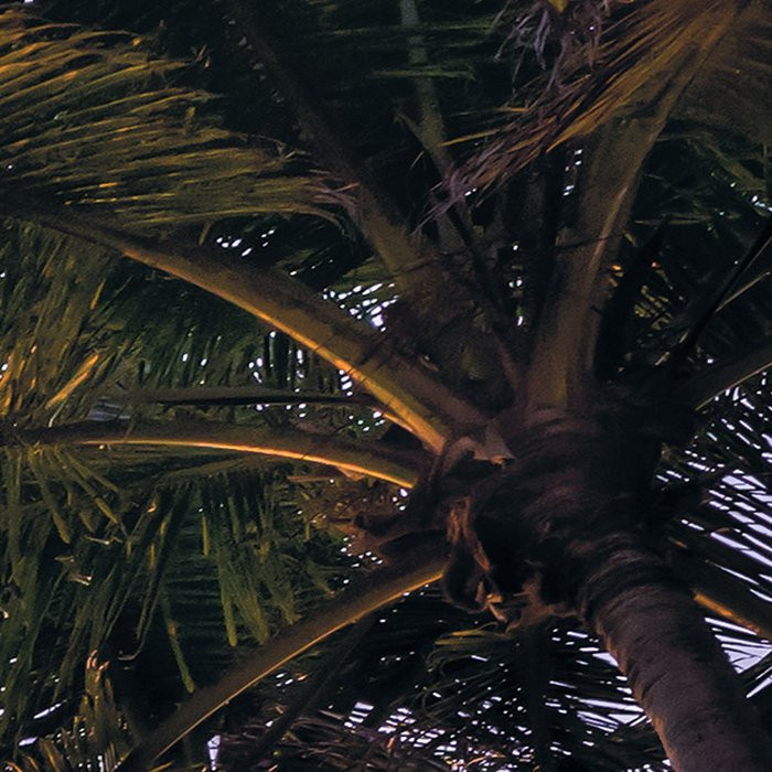 Palmtrees on Beach