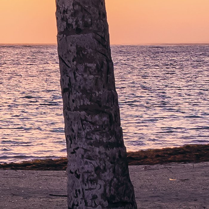 Palmtrees on Beach