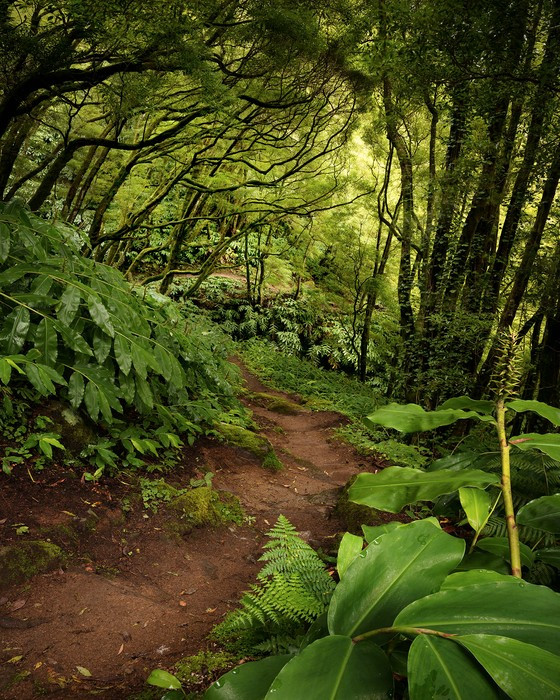 The Path