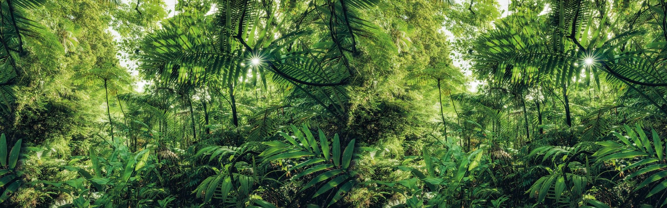 Into the Jungle