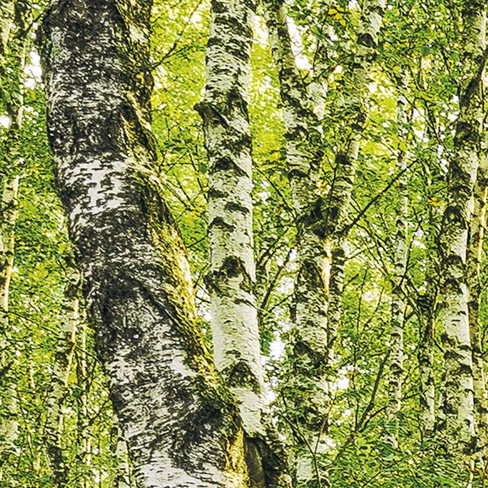 Birch Trees