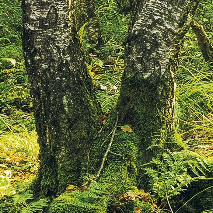 Birch Trees