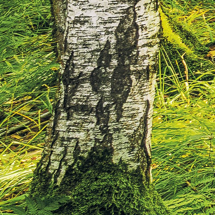 Birch Trees