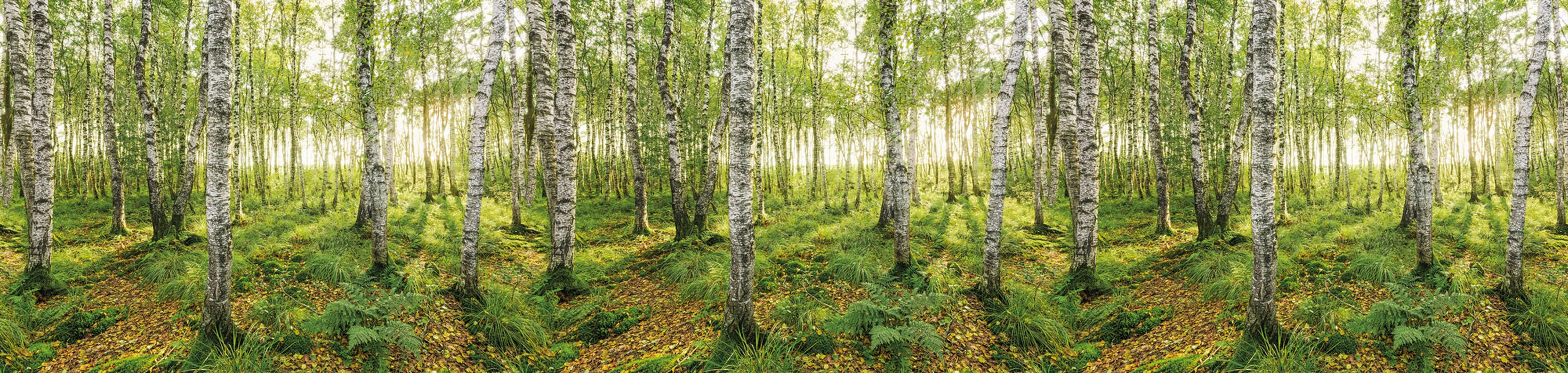 Birch Trees