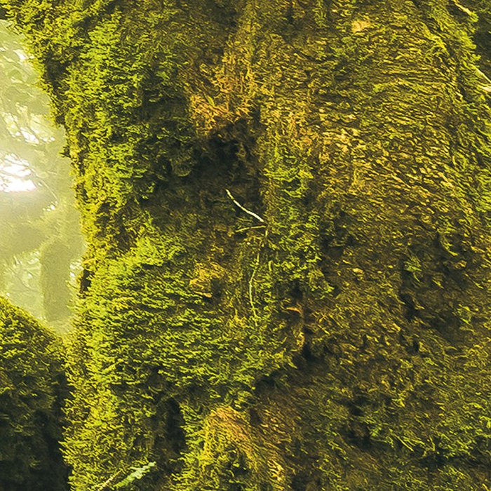 Green Fire