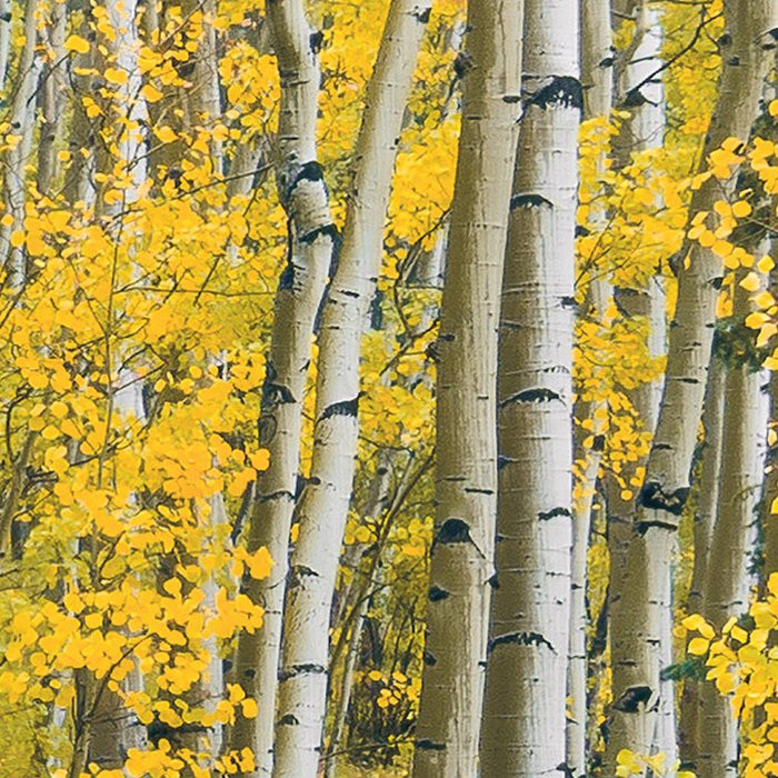 Orange Forest