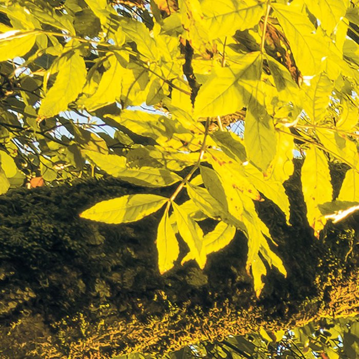 Golden Embrace