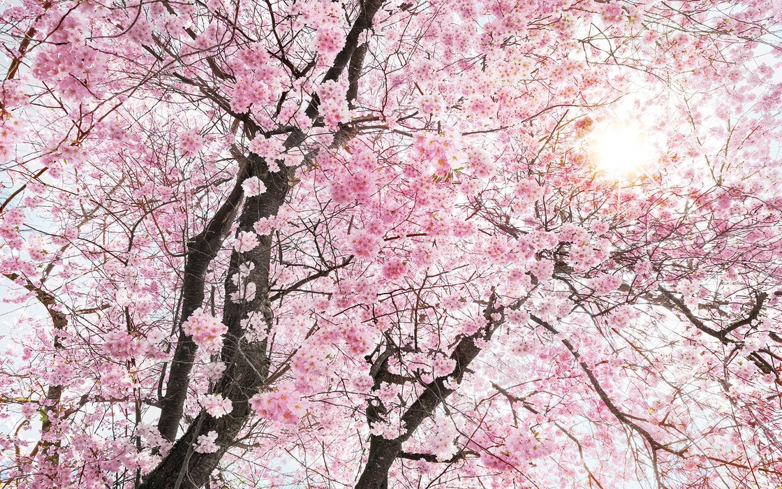 Bloom