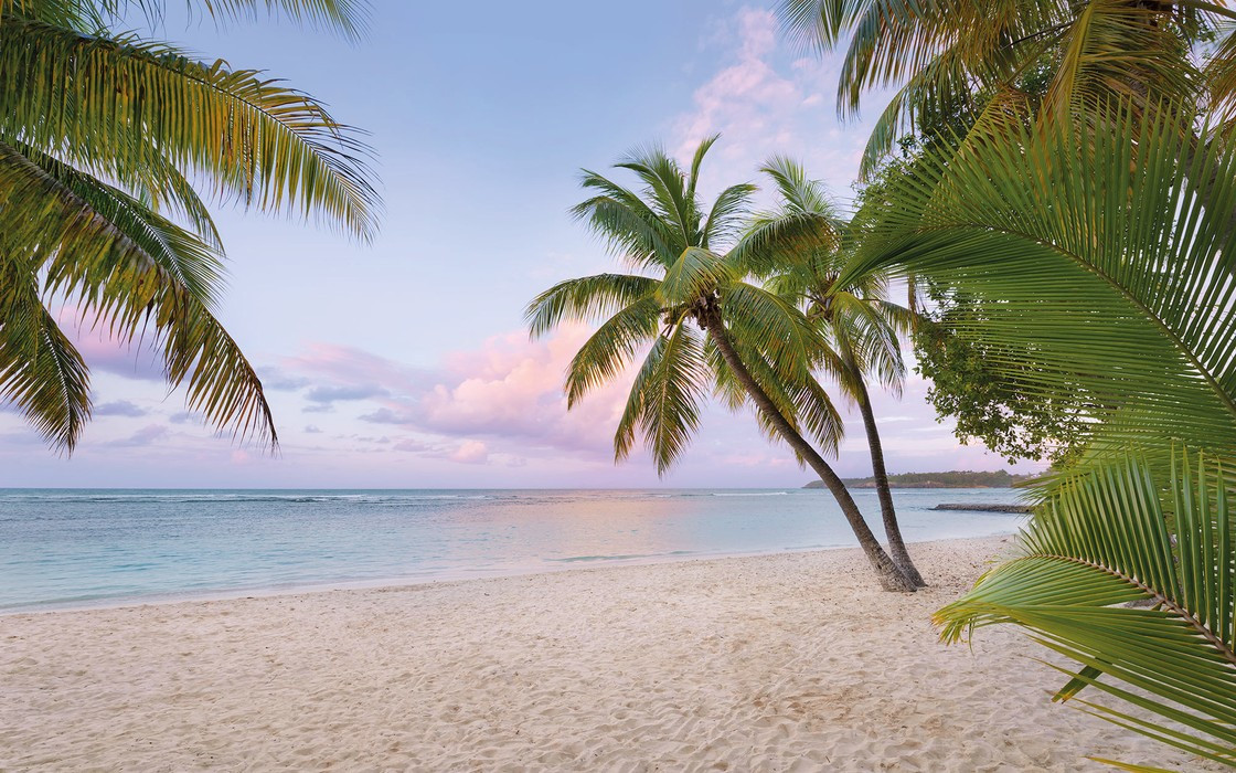 Paradise Morning