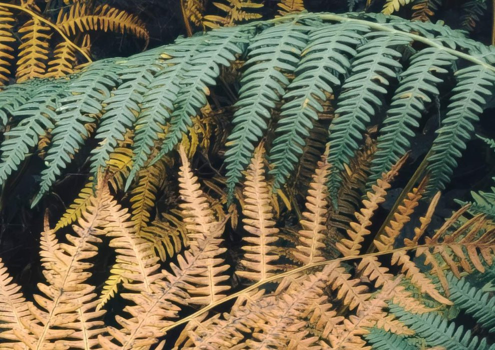 Waldgeheimnis II