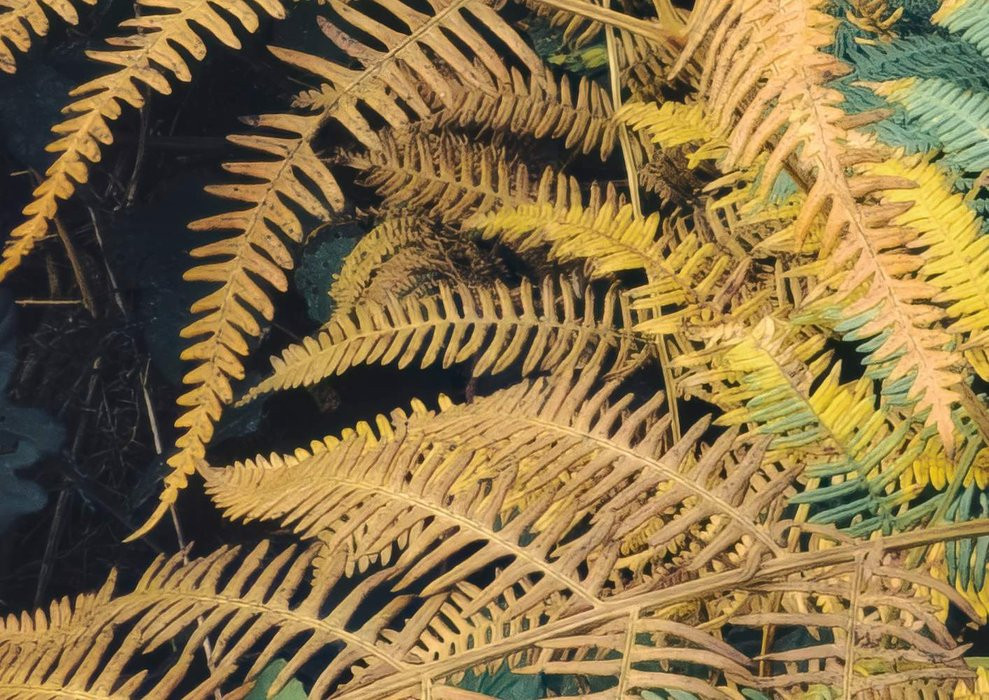 Waldgeheimnis II