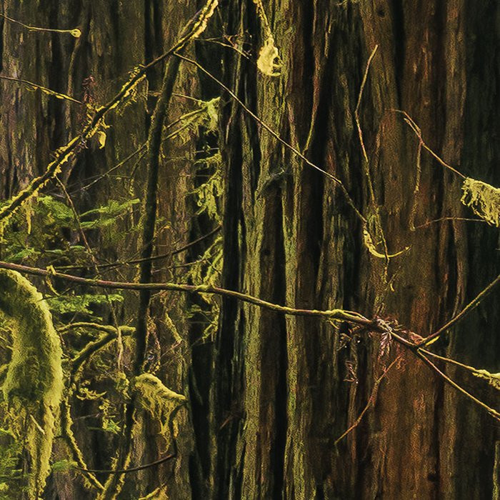 Goblins Woods
