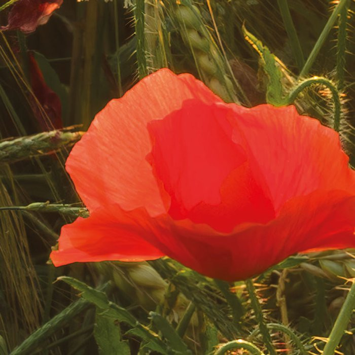Poppy World I