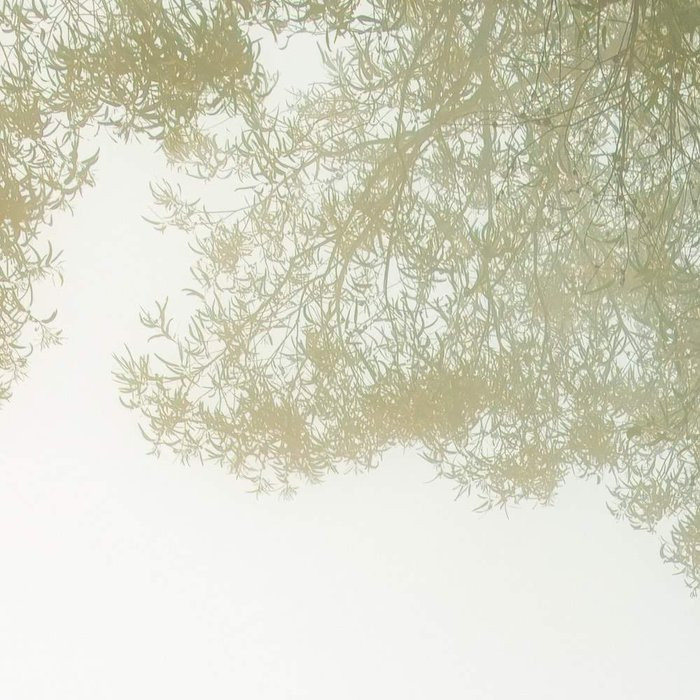 Pristine II