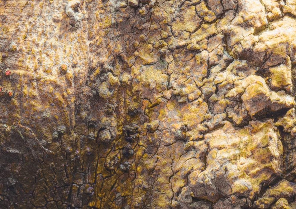 African Wall XII