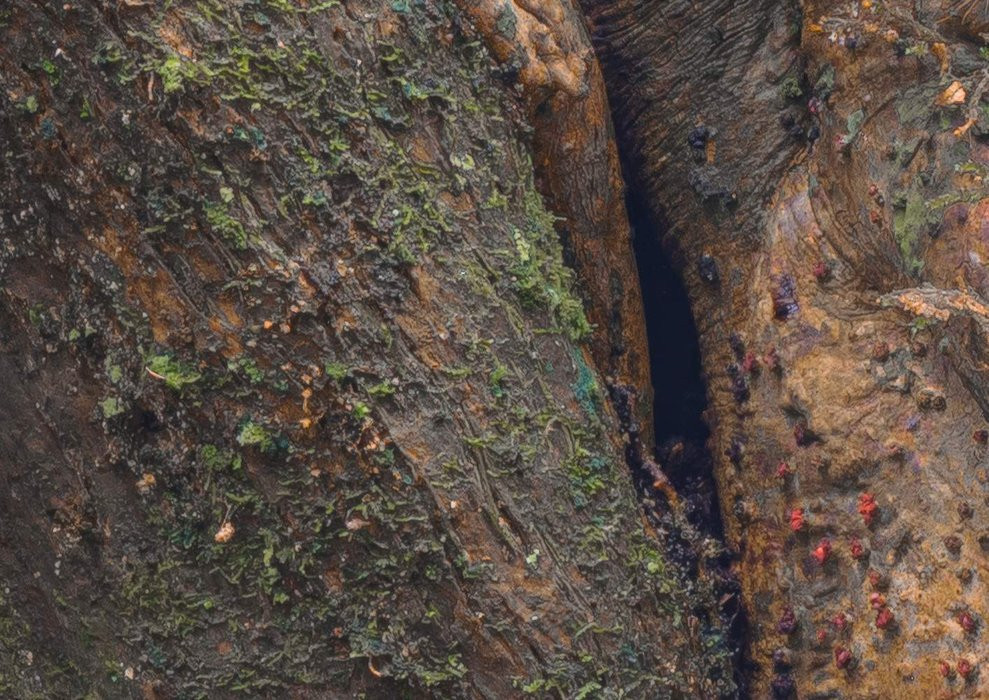 African Wall XIII