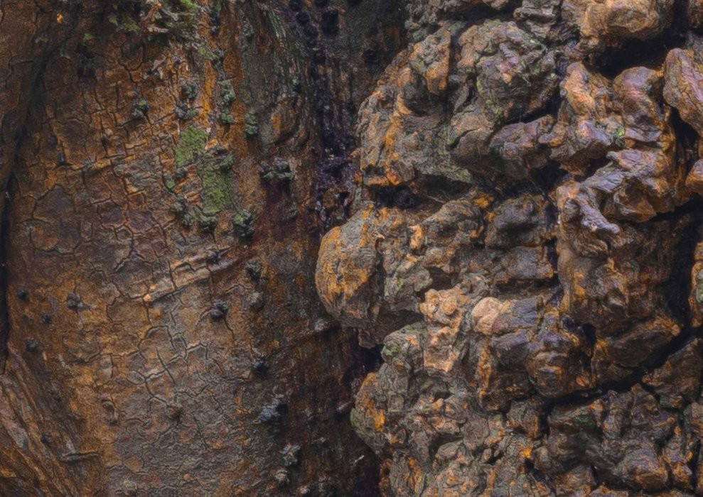 African Wall XIII