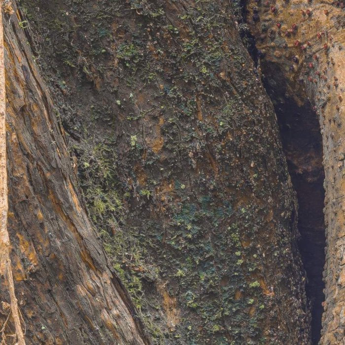 African Wall XIII