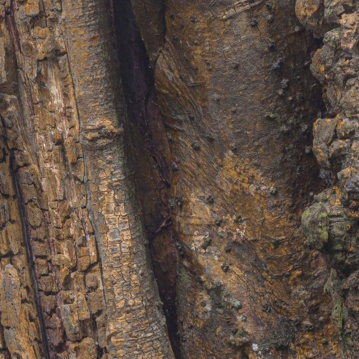 African Wall XIII