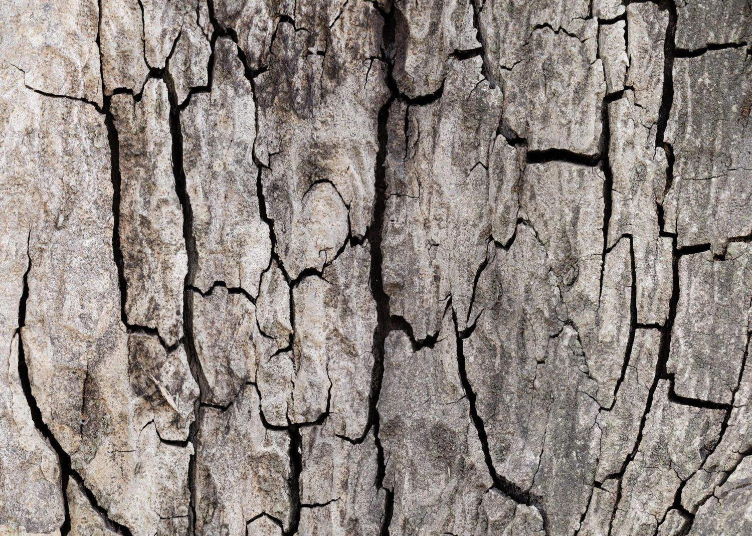 African Wall XIX