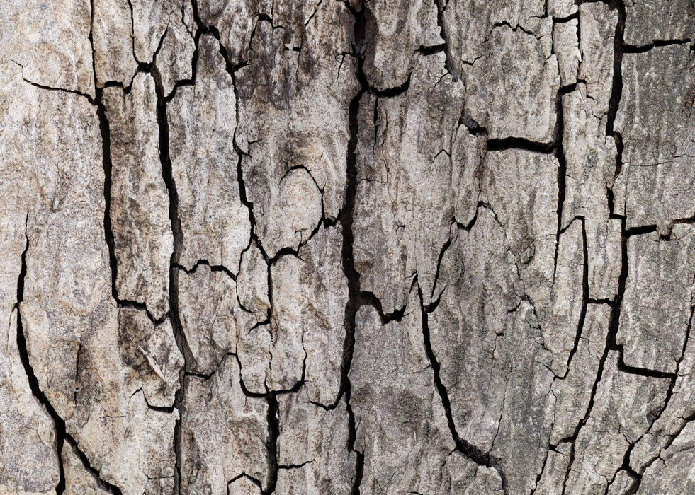 African Wall XIX