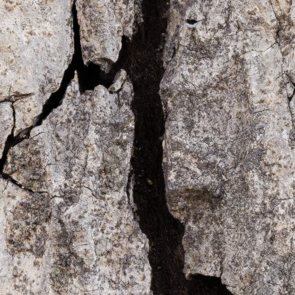African Wall XIX