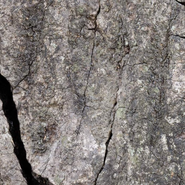 African Wall XIX