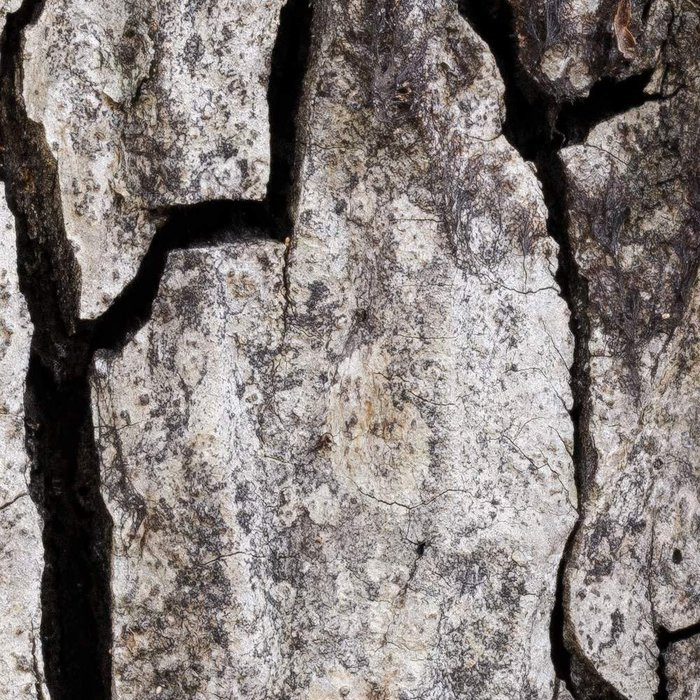 African Wall XIX